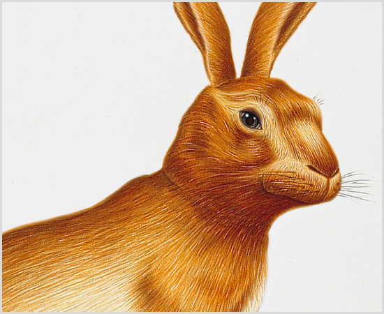 Lorenzo artworks, Advertising Illustration