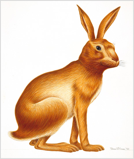 Lorenzo artworks, Advertising Illustration